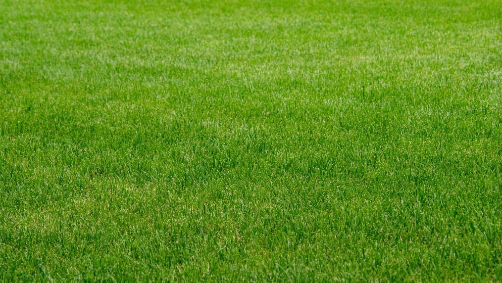 Incorporating Ecotherapy into Everyday Life: Simple Ways to Reconnect with Nature